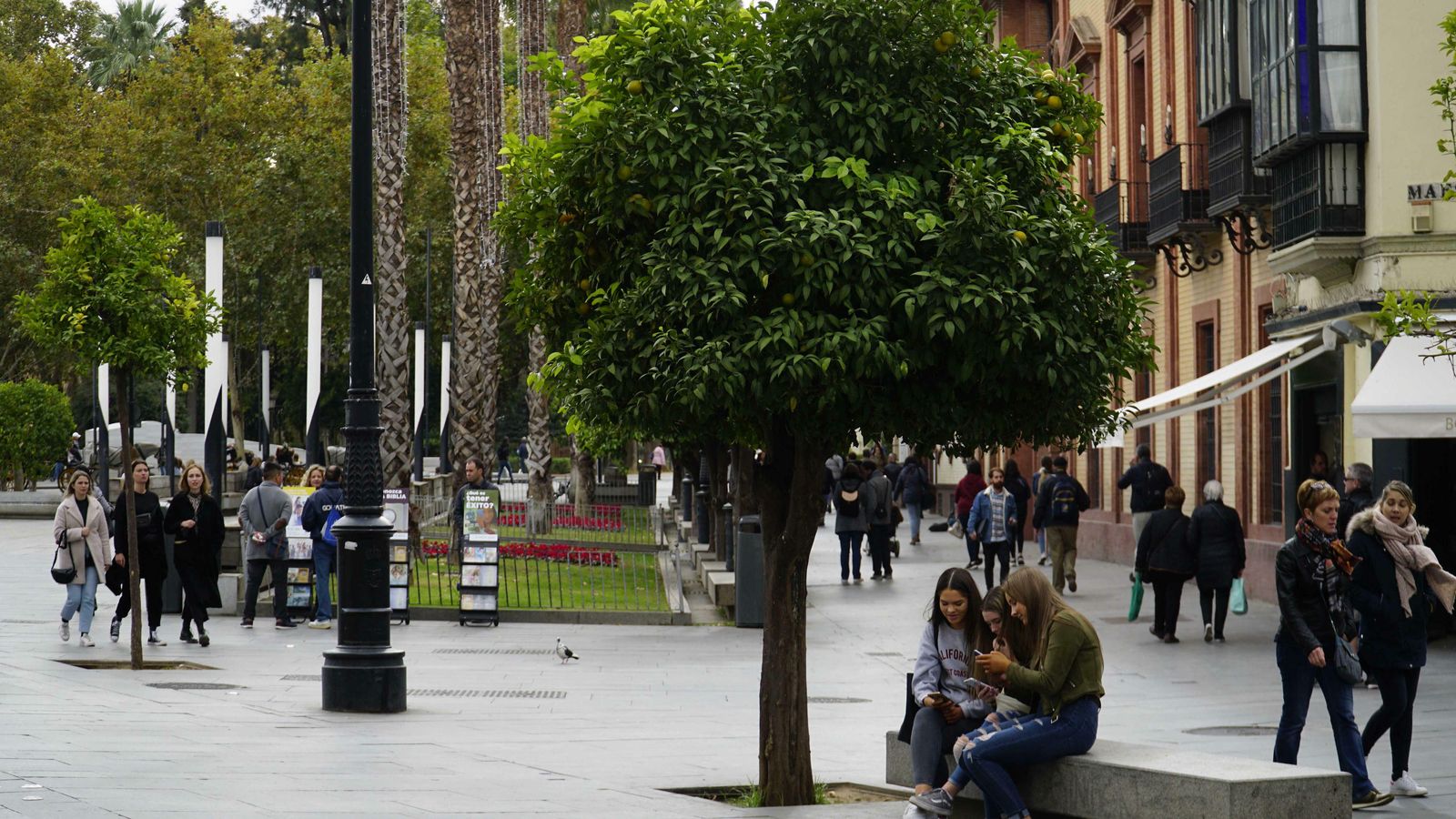 Uno de los naranjos de la Puerta de Jerez.