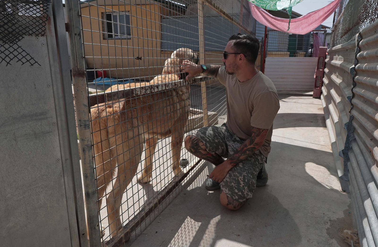 Imágenes de la protectora de animales del Campo de Gibraltar en Los Barrios