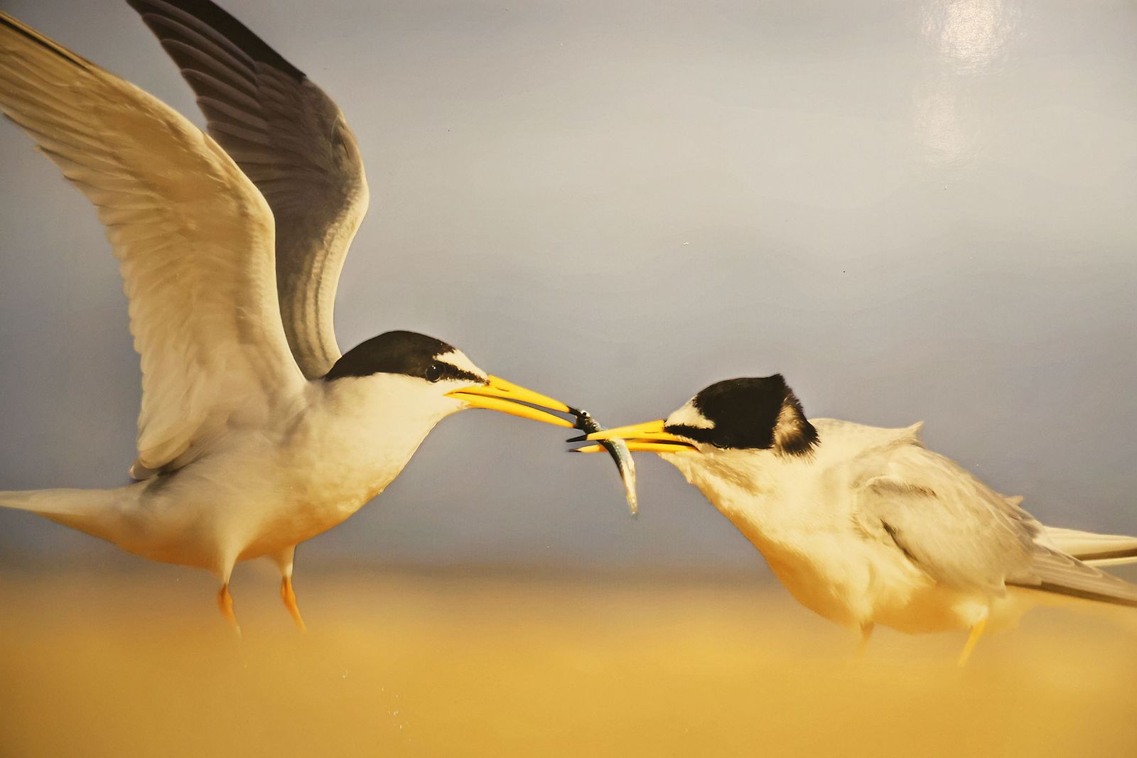 Exposición del Concurso de Fotografía 'Alas del Odiel'