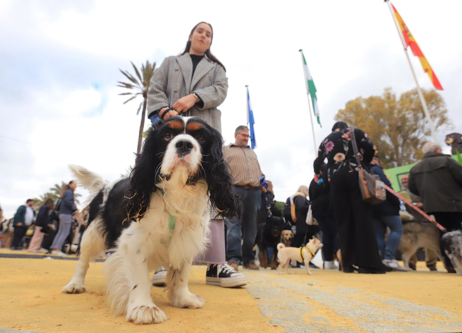 Jerez celebra San Antón 2025