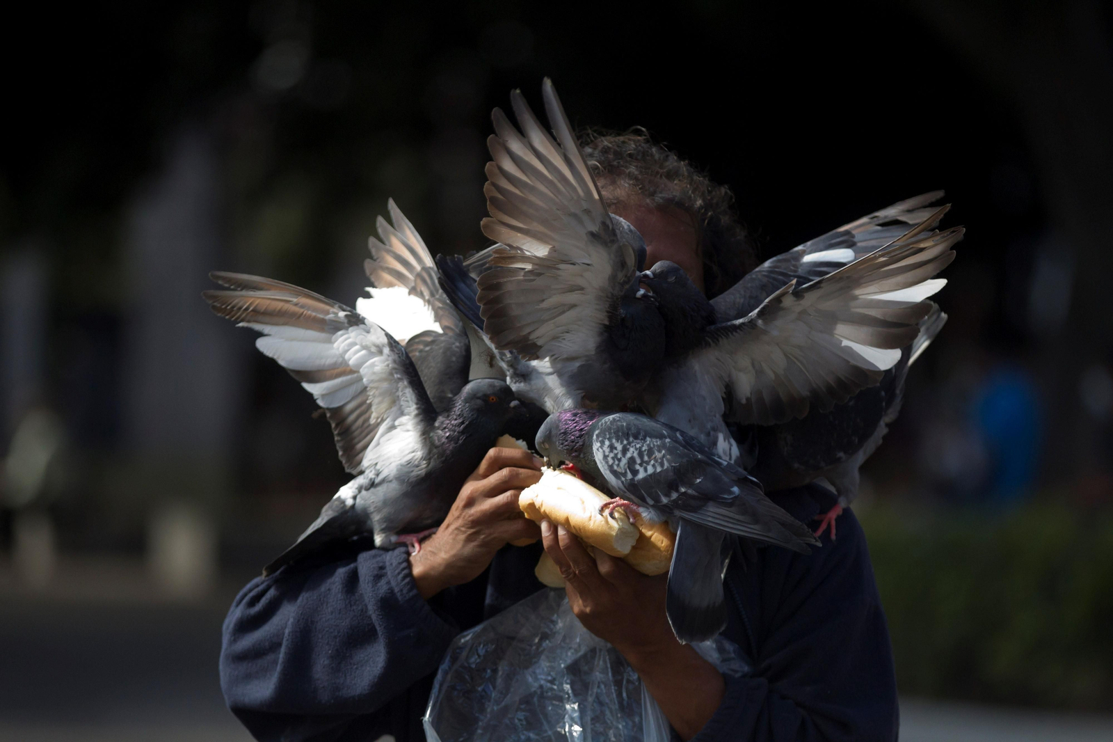 Un hombre da de comer a varias palomas.