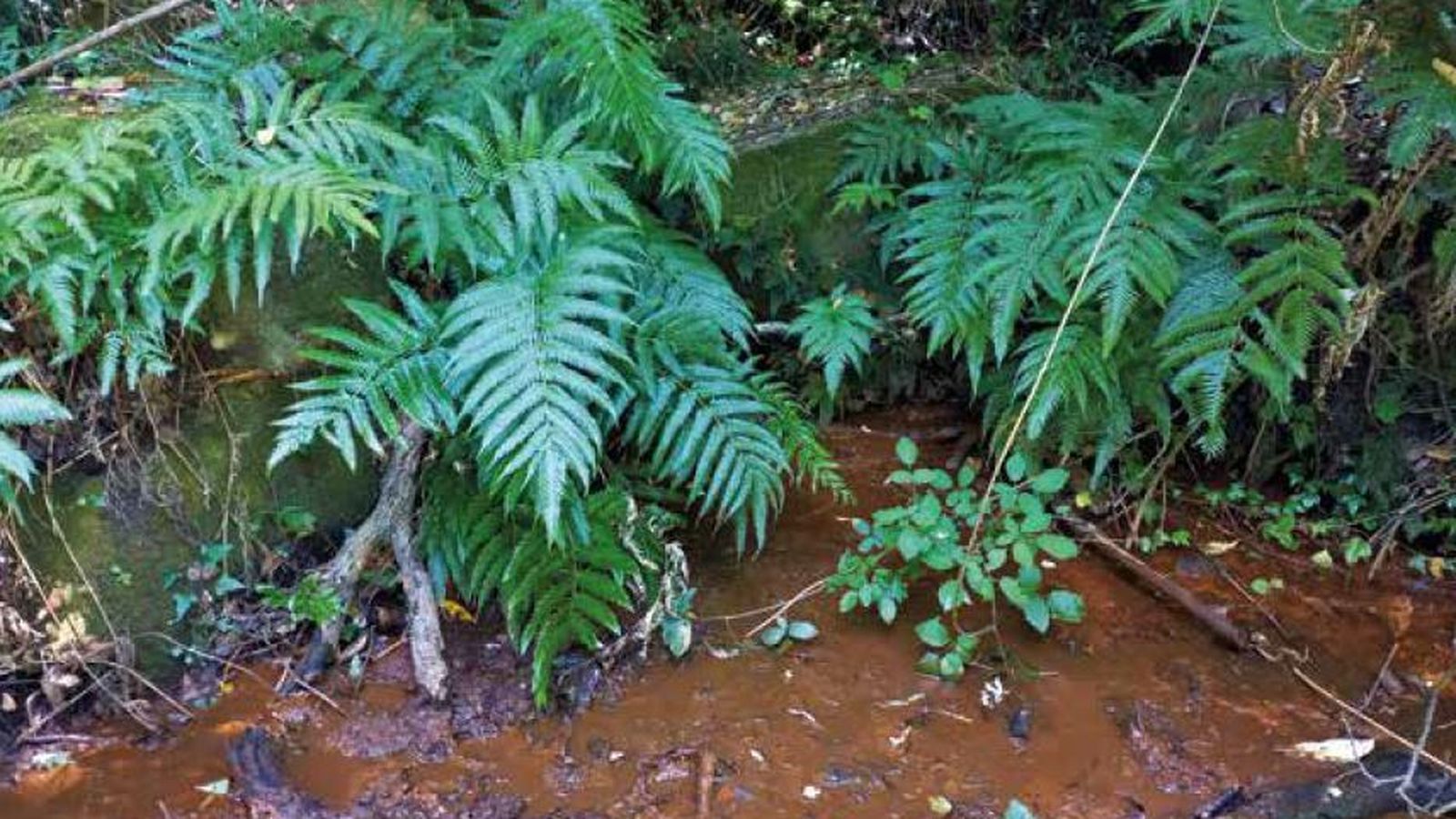 . Albina de la sierra de Ojén. Véase el agua encharcando el suelo arcilloso en una zona aterrazada subhorizontal, con la presencia de helechos relictos.