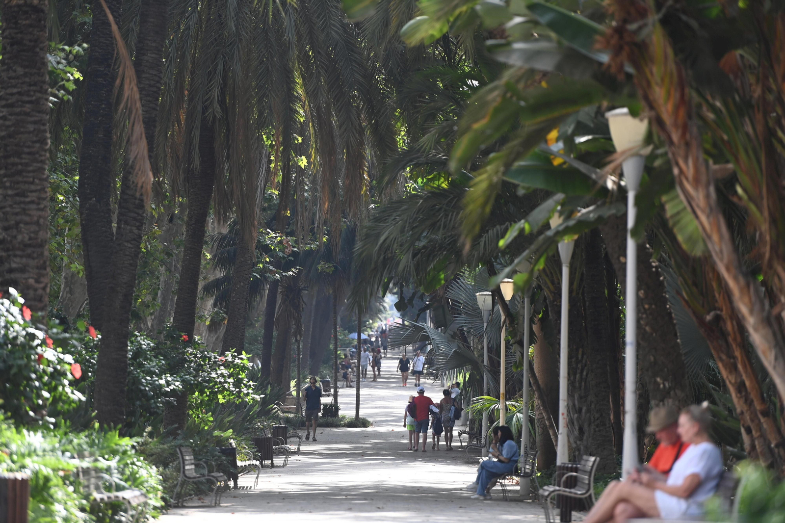 Arboleda del Paseo de los Curas, en la capital malagueña.
