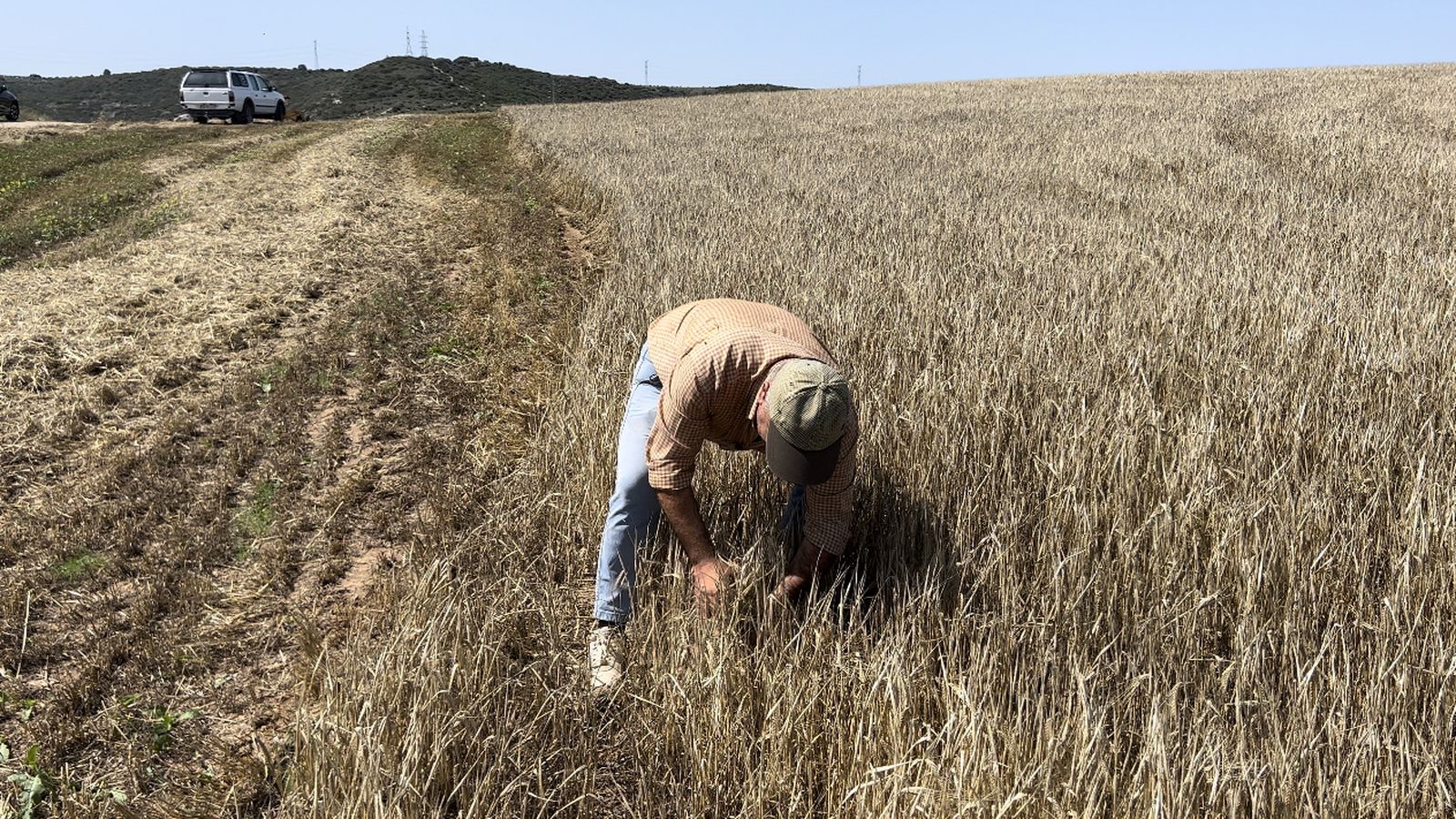 Trabajos en un campo de trigo en un contexto de clara sequía
