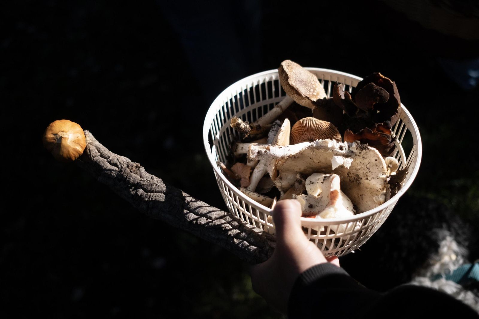 Jornadas micológicas de Cortes de la Frontera, en fotos