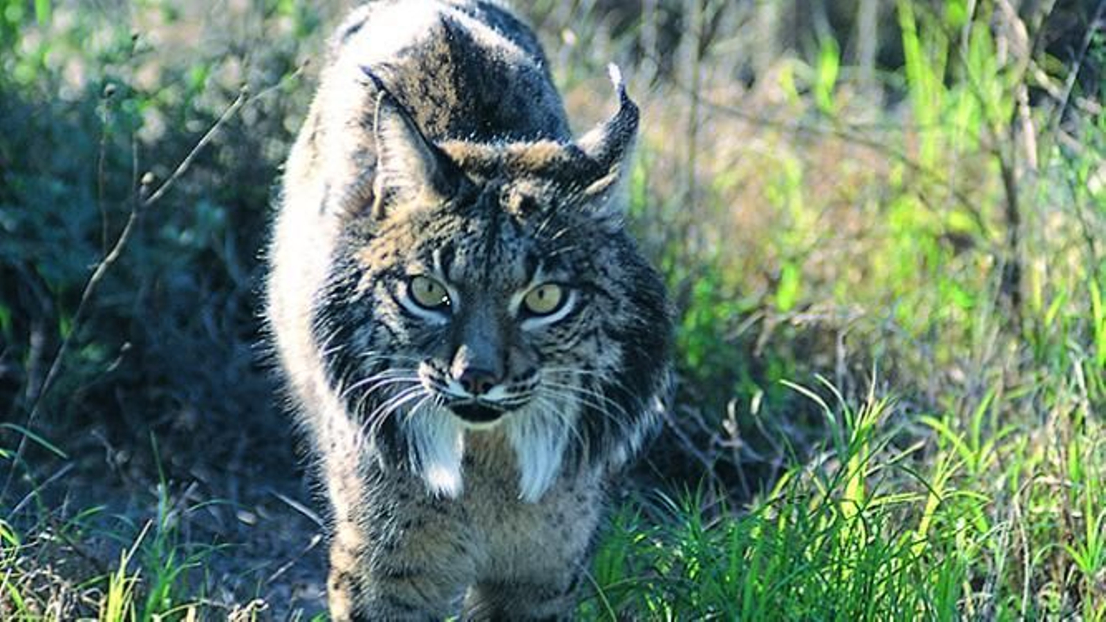 El lince y su ecosistema son una de las señas de identidad de la provincia de Jaén.