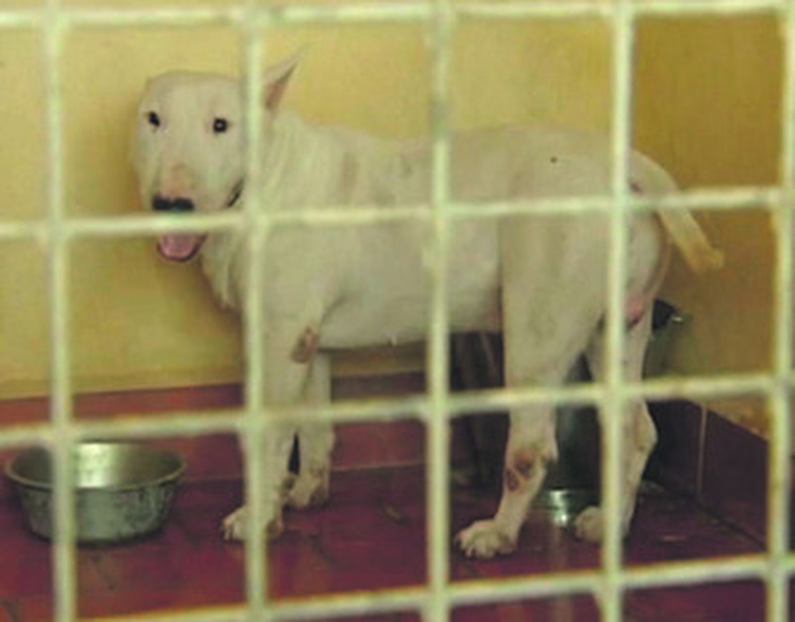 Un 'bull terrier' agrede a sus dueños arrancándoles un dedo a cada uno