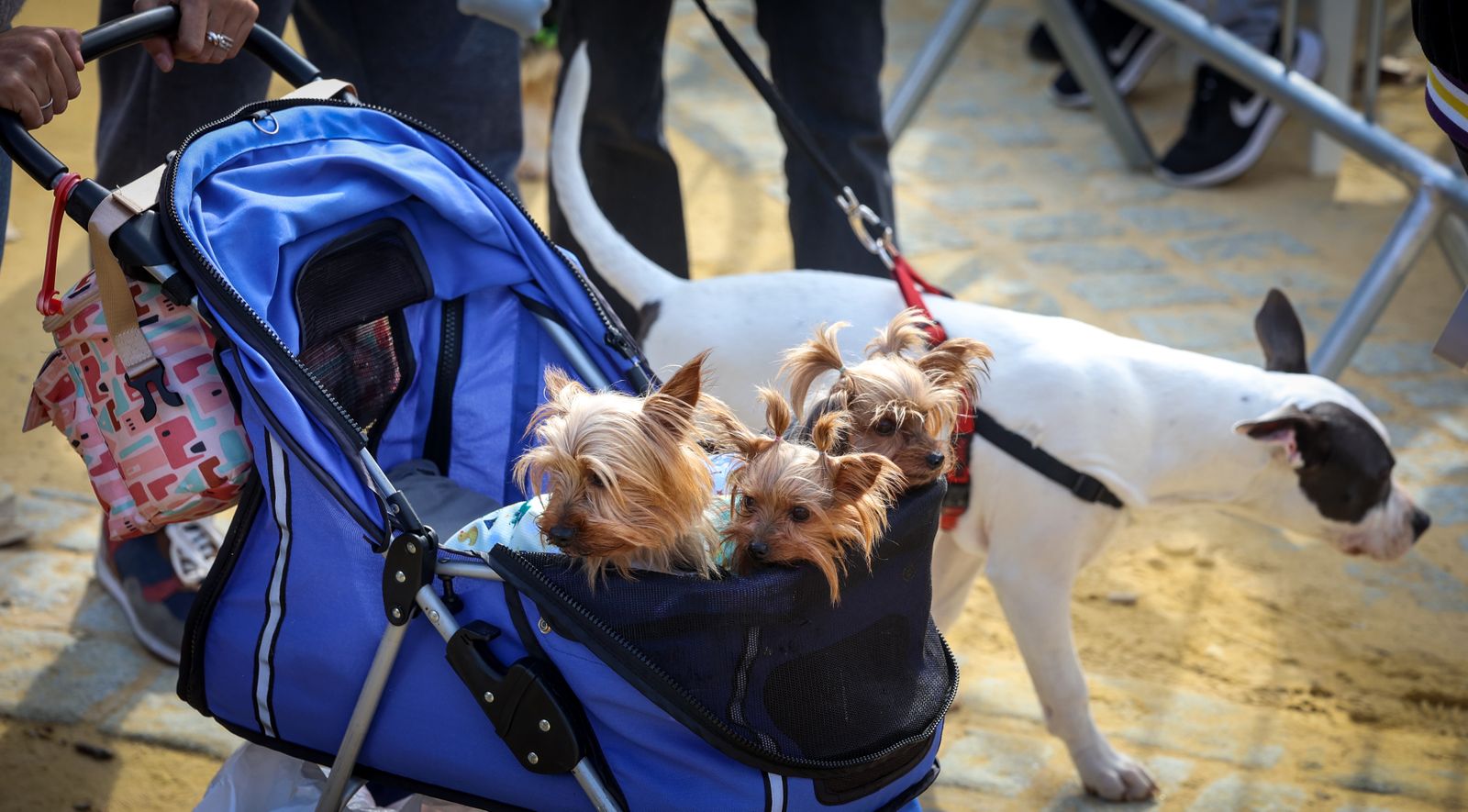 Fiesta de san Antón 2024 en Jerez