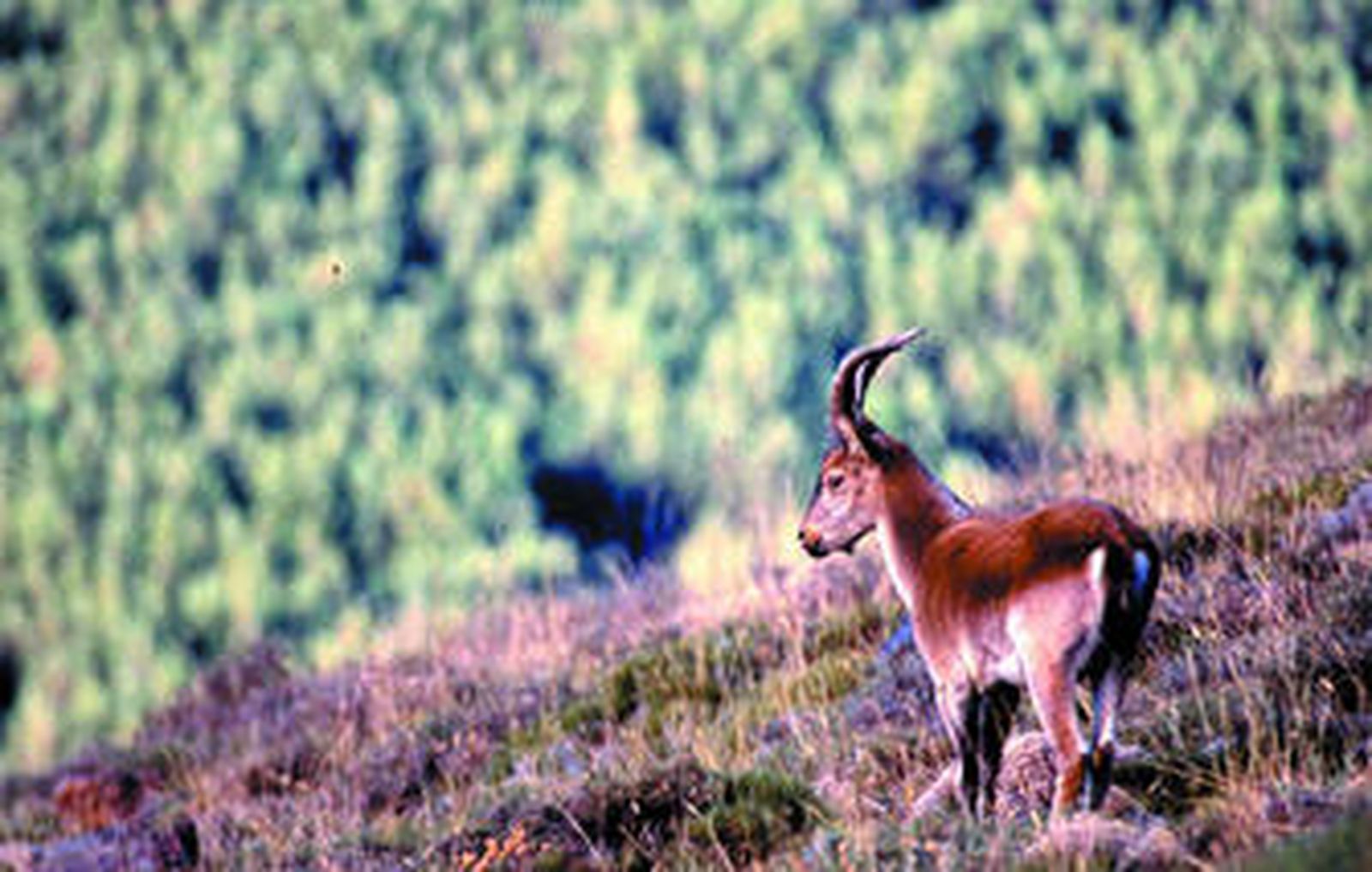 Cabra Montesa en la Sierra de Los Filabres.
