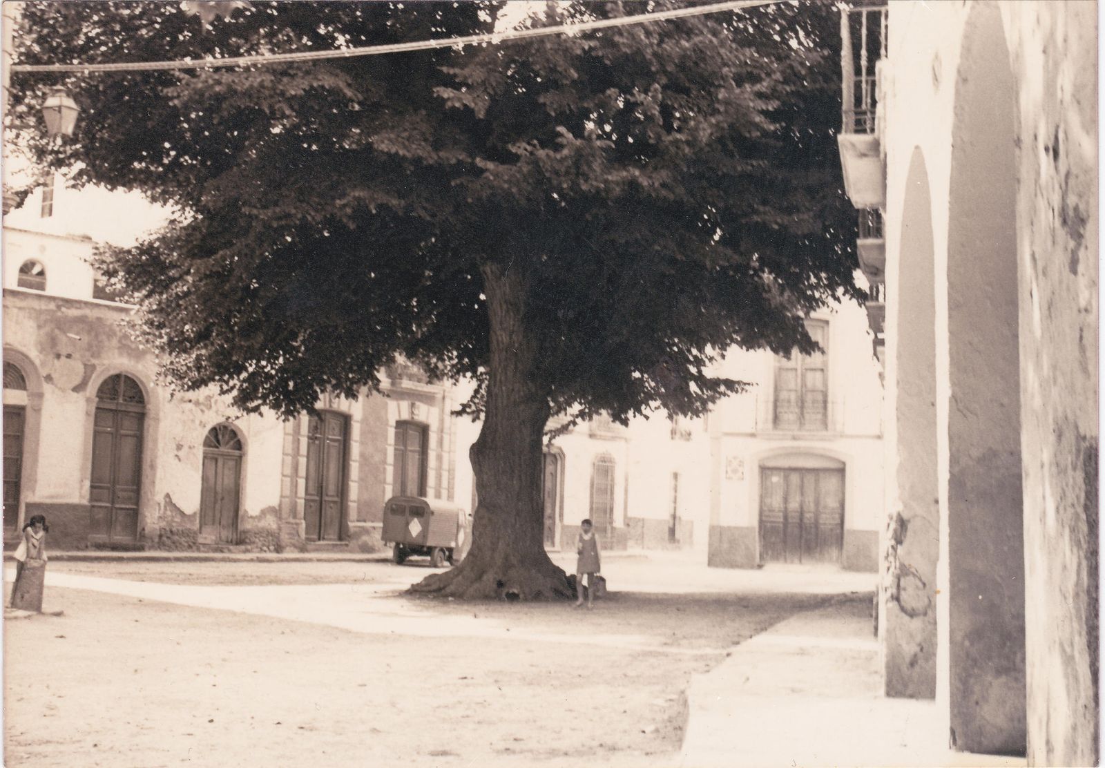 El viejo olmo ya se había plantado a finales del siglo XVIII.