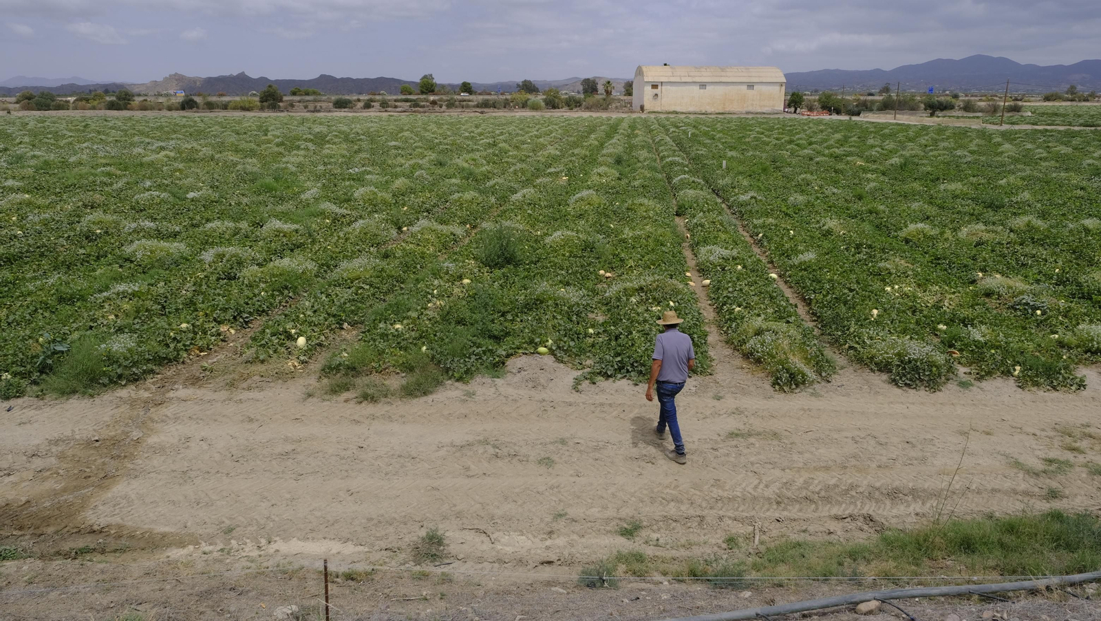 La sandía y el melón de Huércal Overa, manjares en imágenes