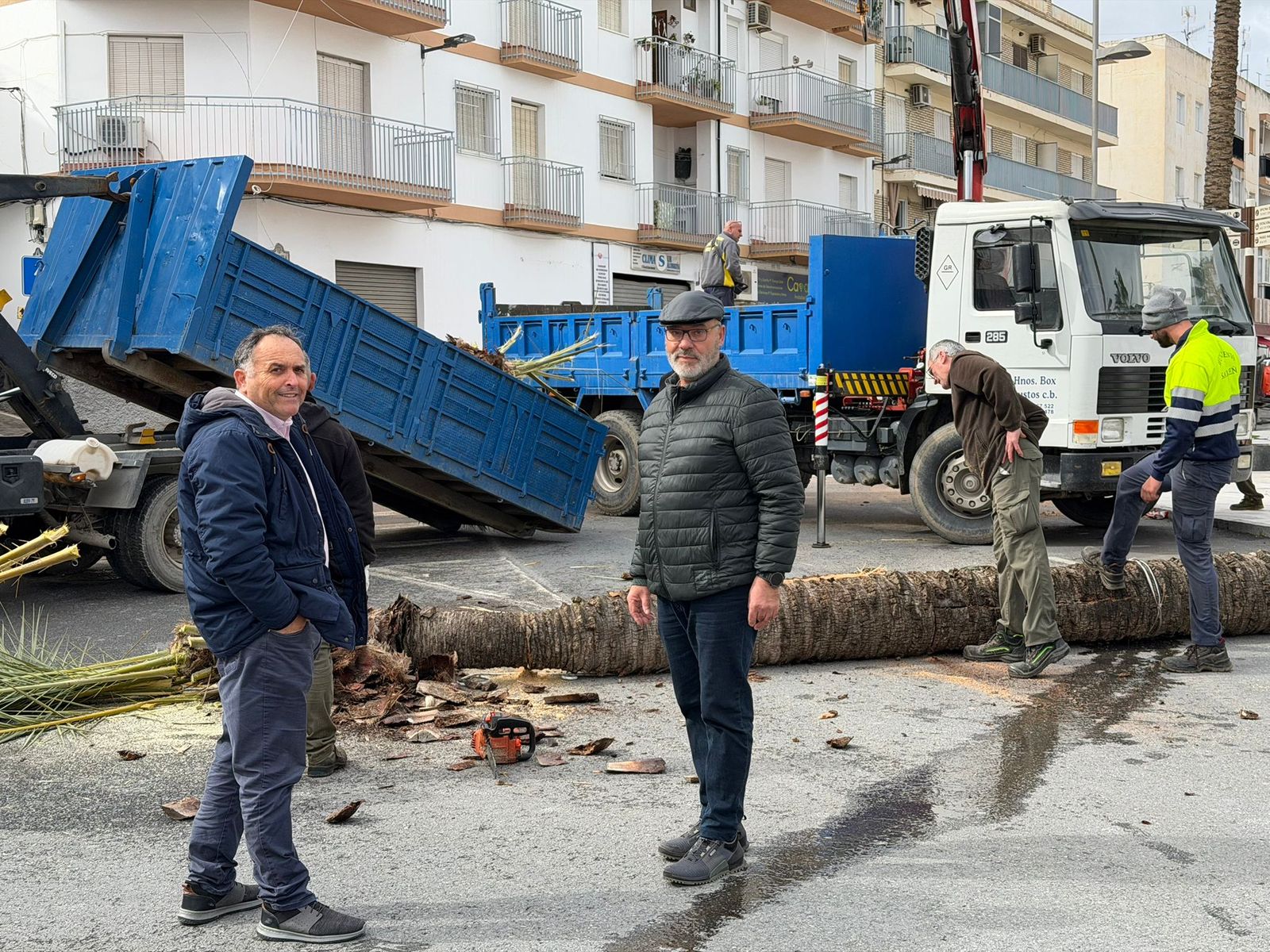 Han talado las palmeras más afectadas