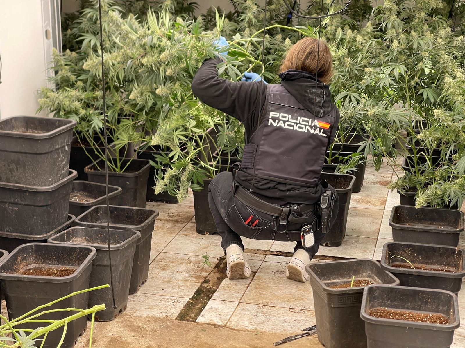 Una de las plantaciones descubiertas por la Policía Nacional.