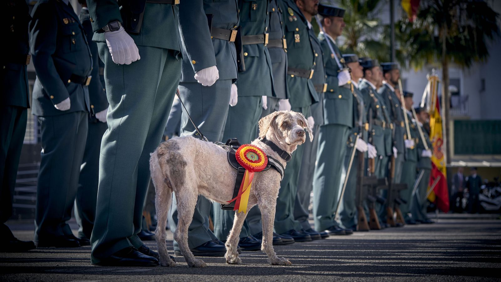 Premio para 'Shulo' por participar en la incautación de 60 toneladas de droga en Cádiz. De estar abandonado a formar parte de la unidad canina de la Guardia Civil, este perro ha sido el primero de España en recibir una mención por su trabajo.