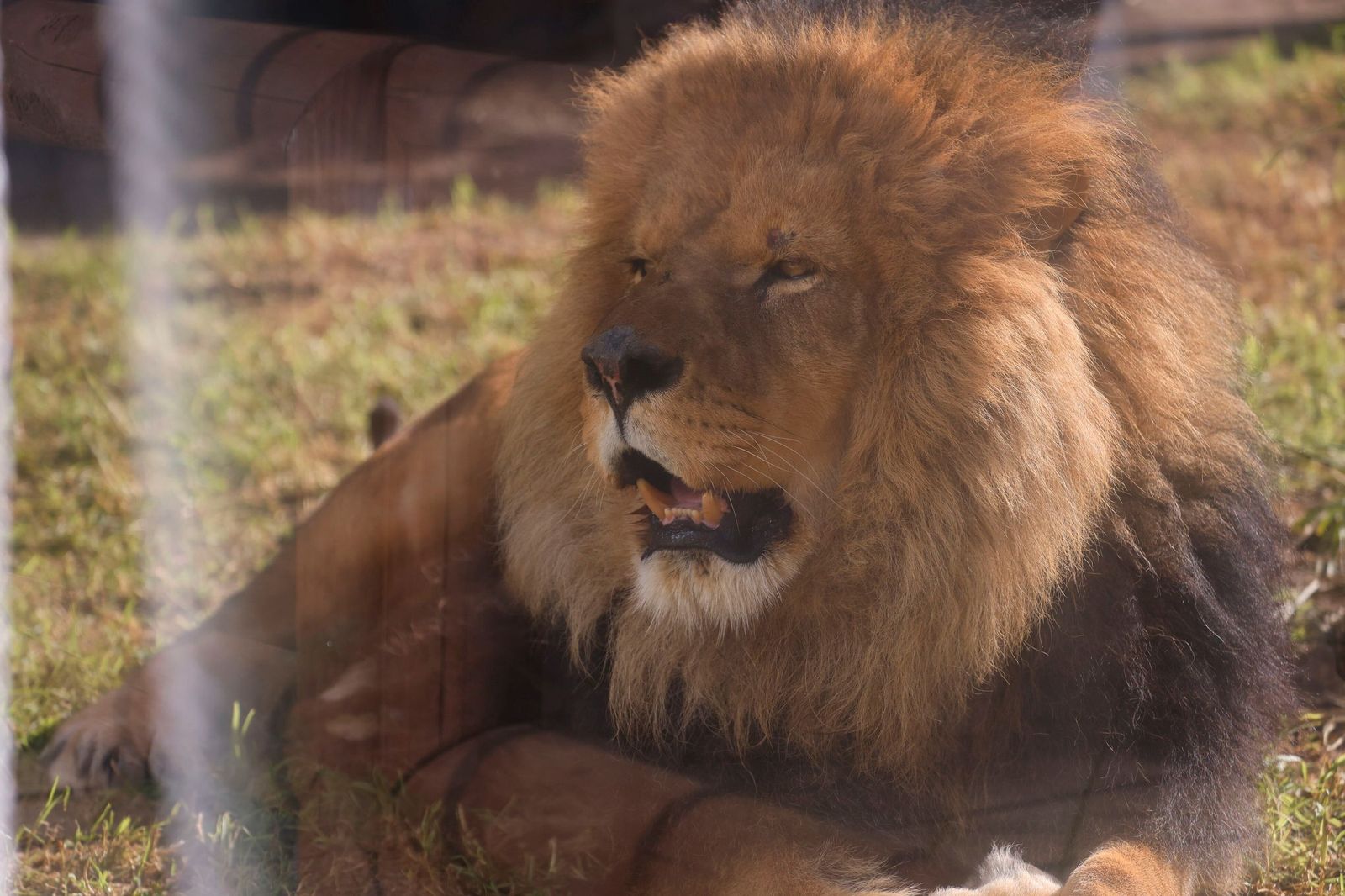 Las mejores imágenes de Zazu y Aissa, la nueva pareja de leones del Zoo de Córdoba