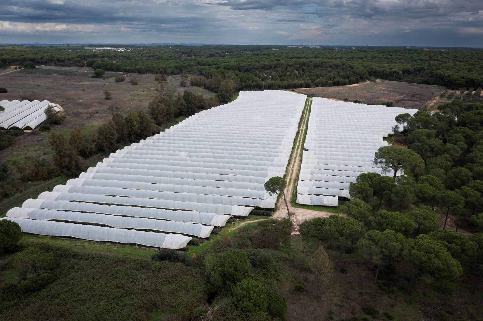 Una finca en producción en el entorno del Parque Nacional de Doñana.