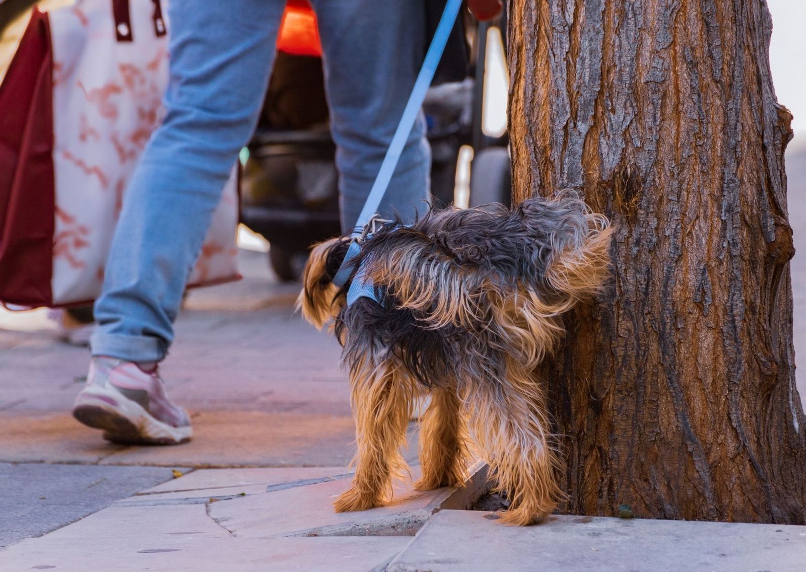 Torremolinos sancionará con hasta 500 euros a quien no diluya la orina de su perro en la vía pública