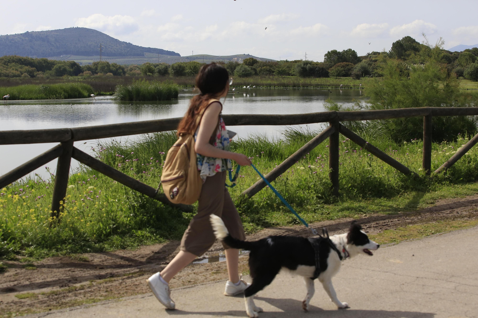 Los flamencos en la Laguna de Fuente de Piedra, en fotos