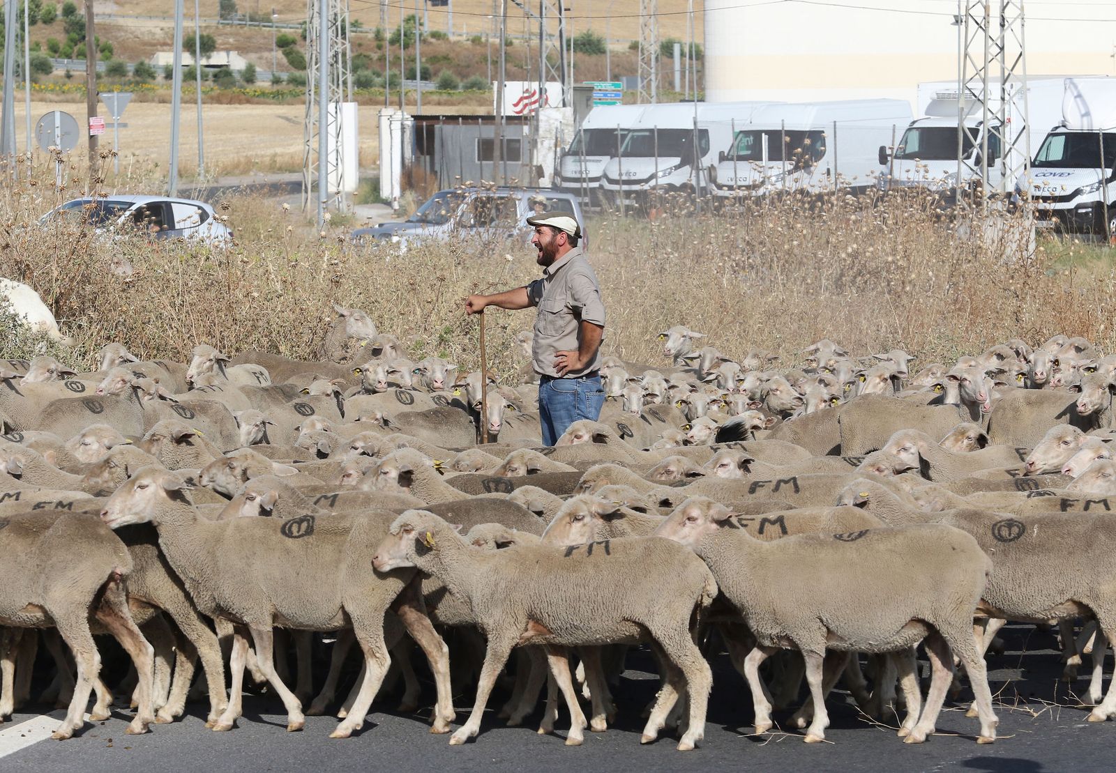 Ganado merino en Córdoba.