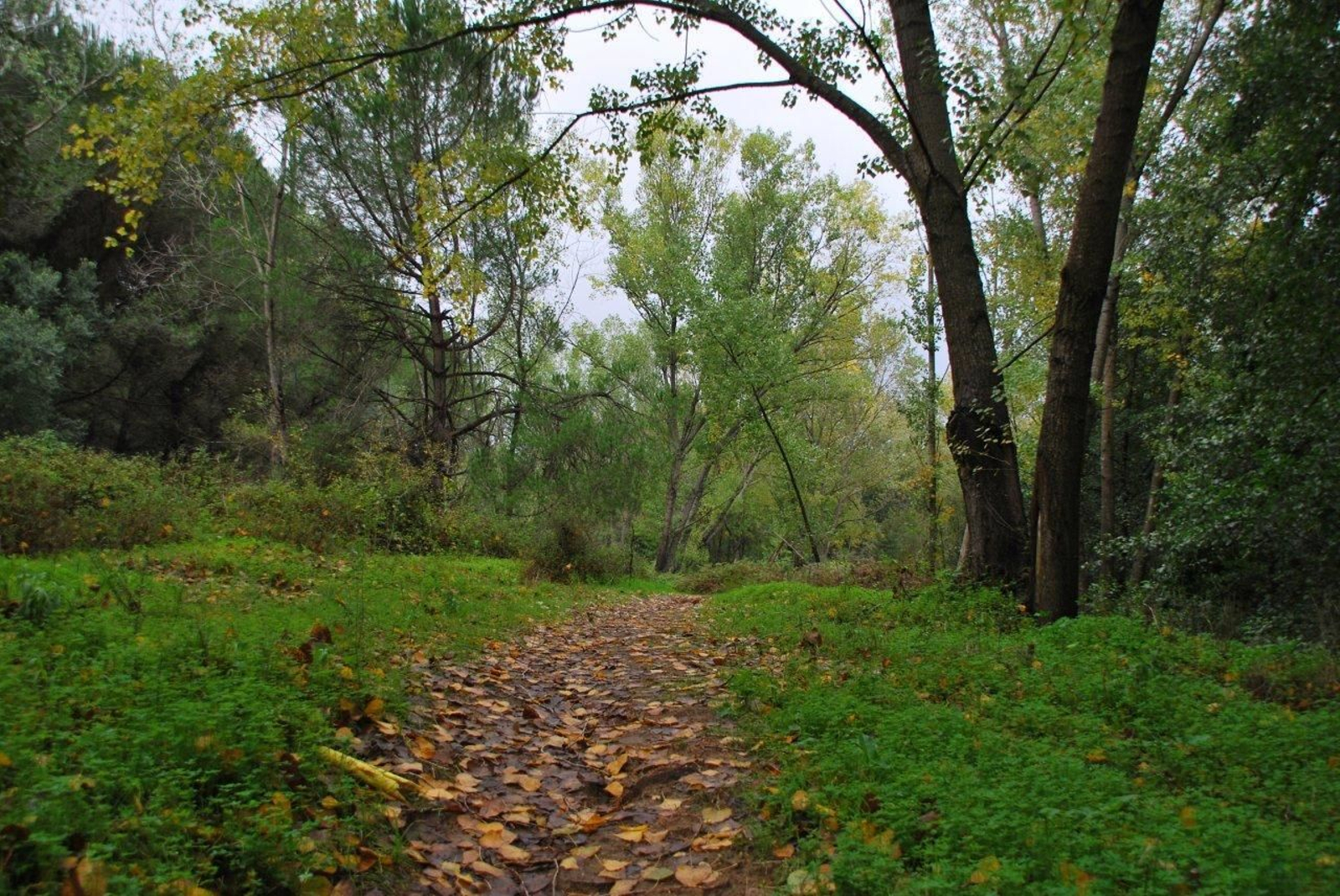 Ruta por el Pinar del Rey.