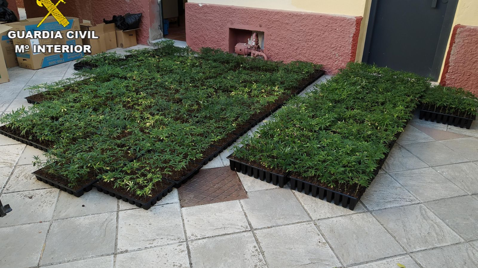 Los plantones de Cannabis que transportaba el detenido.