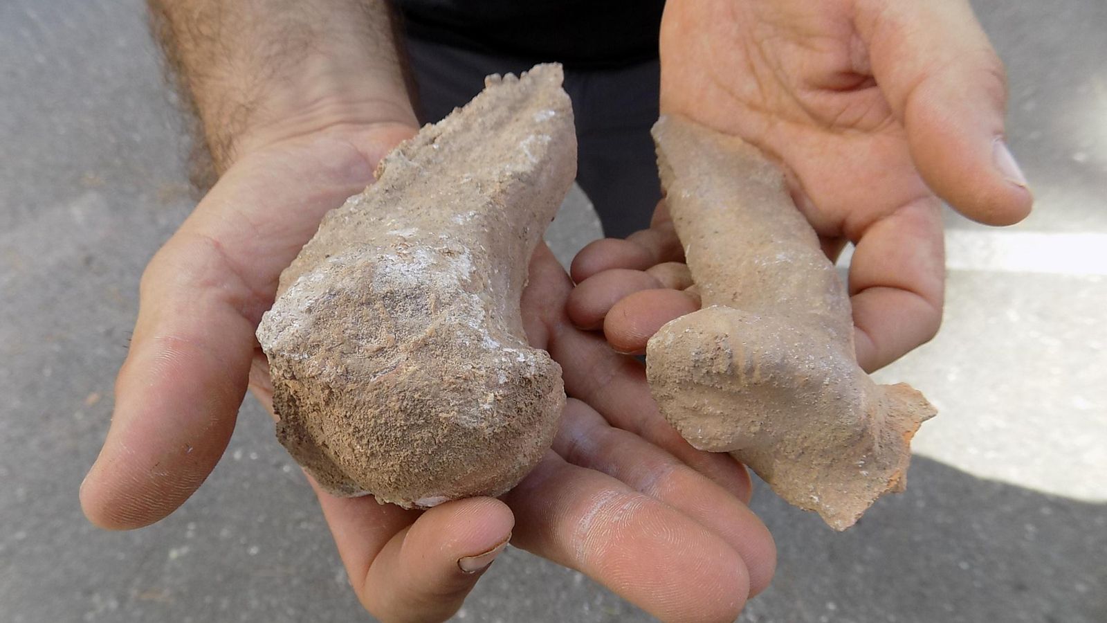 Estos son los huesos de oso que se encontraron.