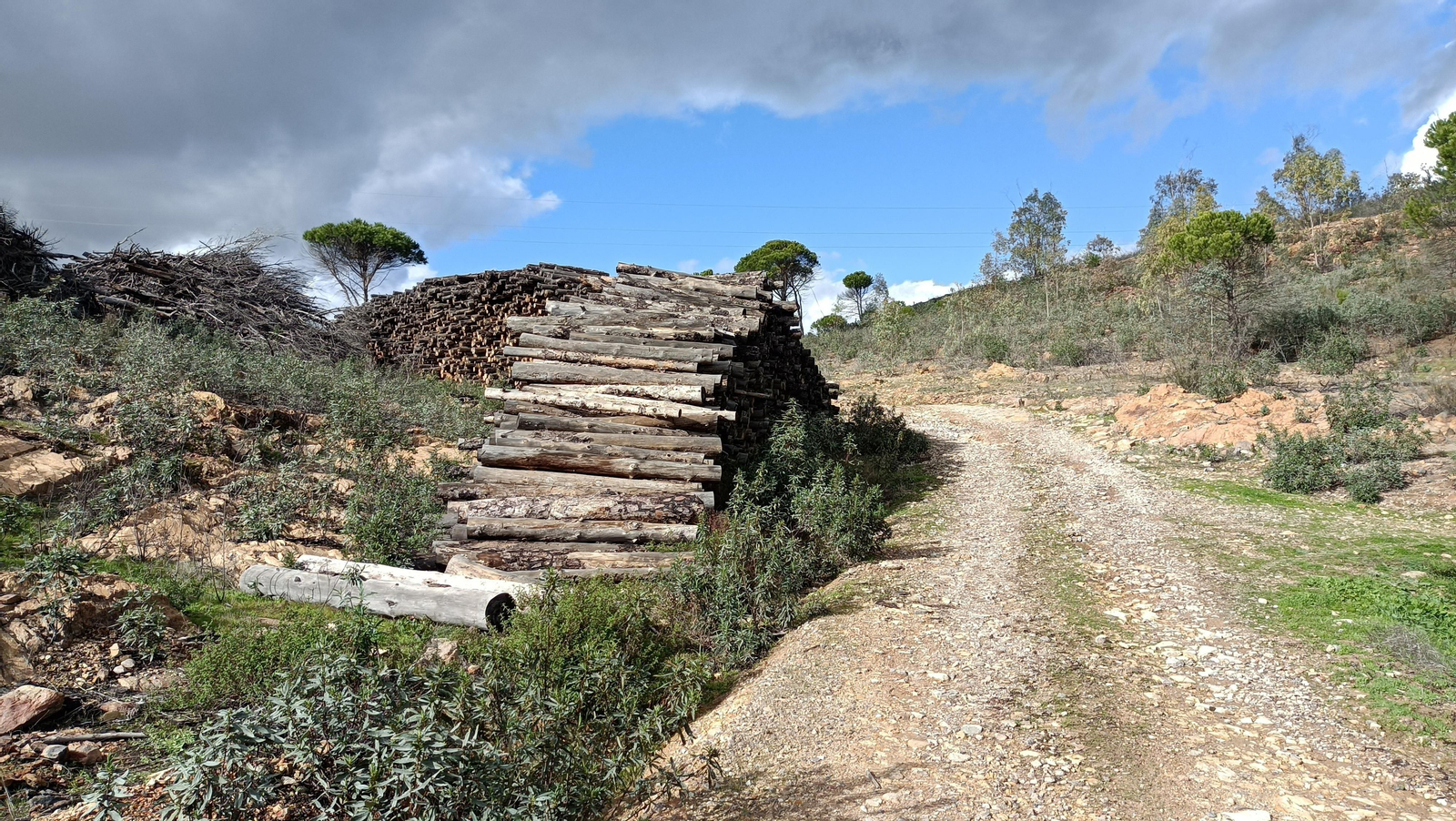 Veremos muchos troncos apilados en los laterales del camino.
