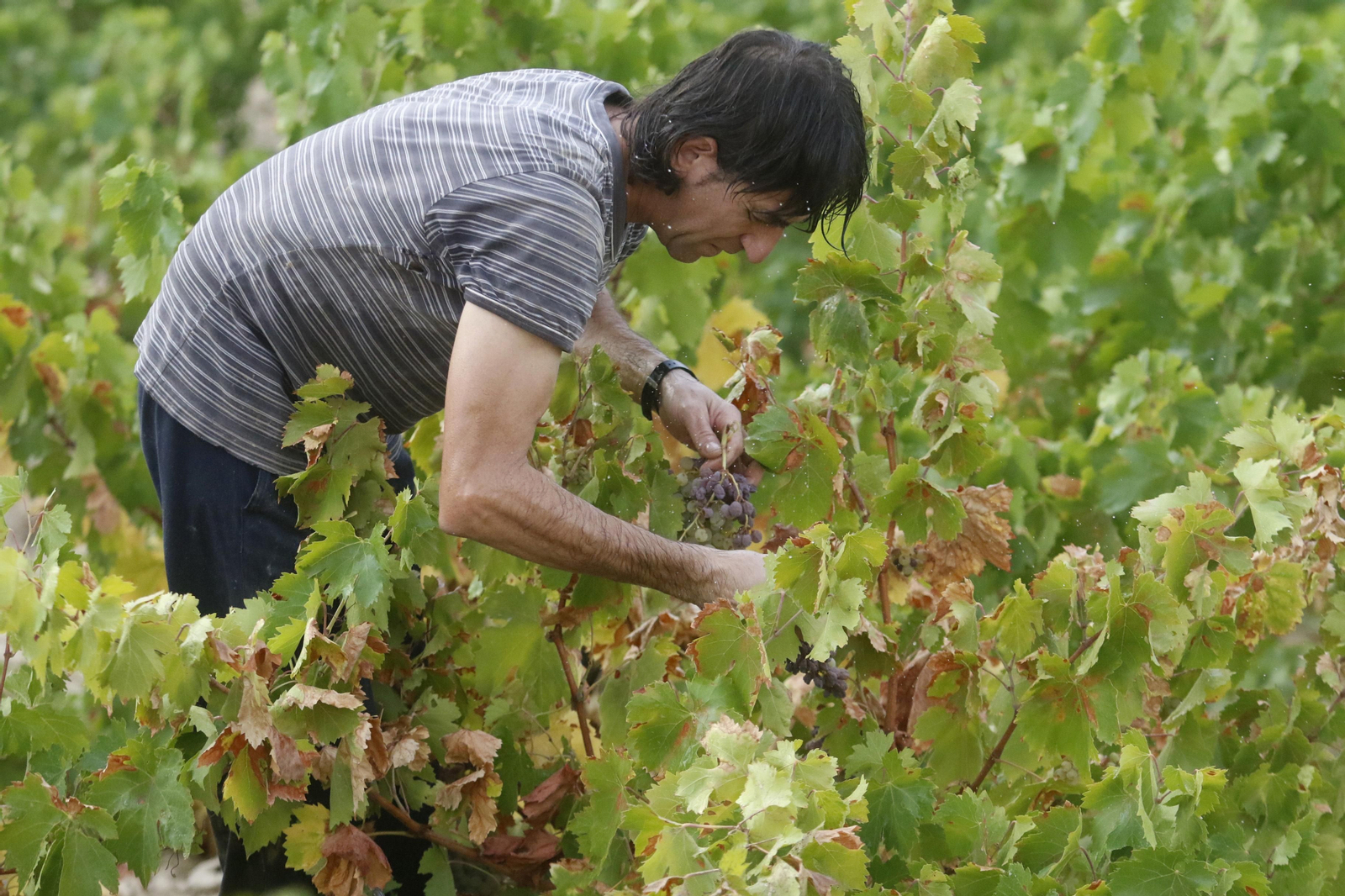 La vendimia en Montilla-Moriles, en fotografías