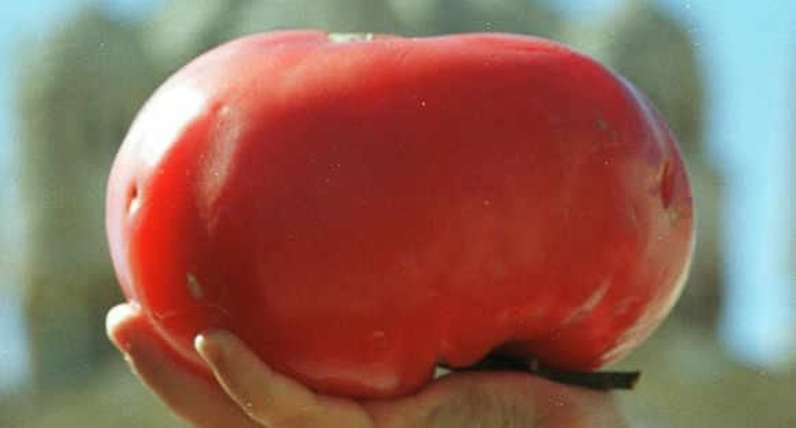 El tomate puede reducir hasta un 59% el riesgo de un infarto cerebral