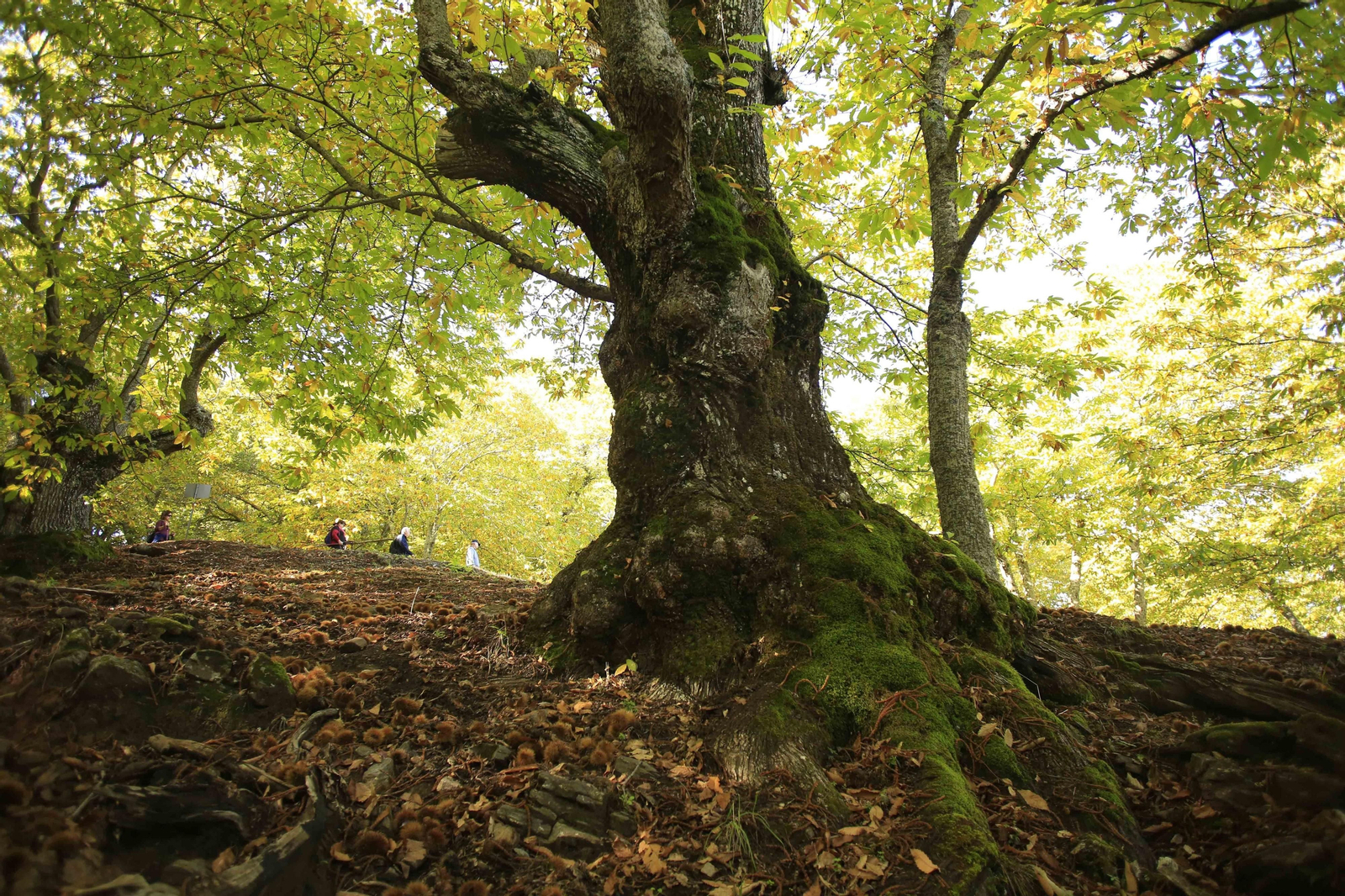 El Bosque de Cobre en el primer otoño de la pandemia