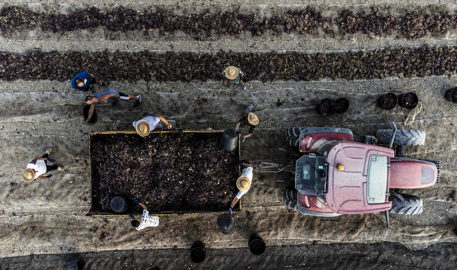 Trabajo en una pasera de Montilla-Moriles.