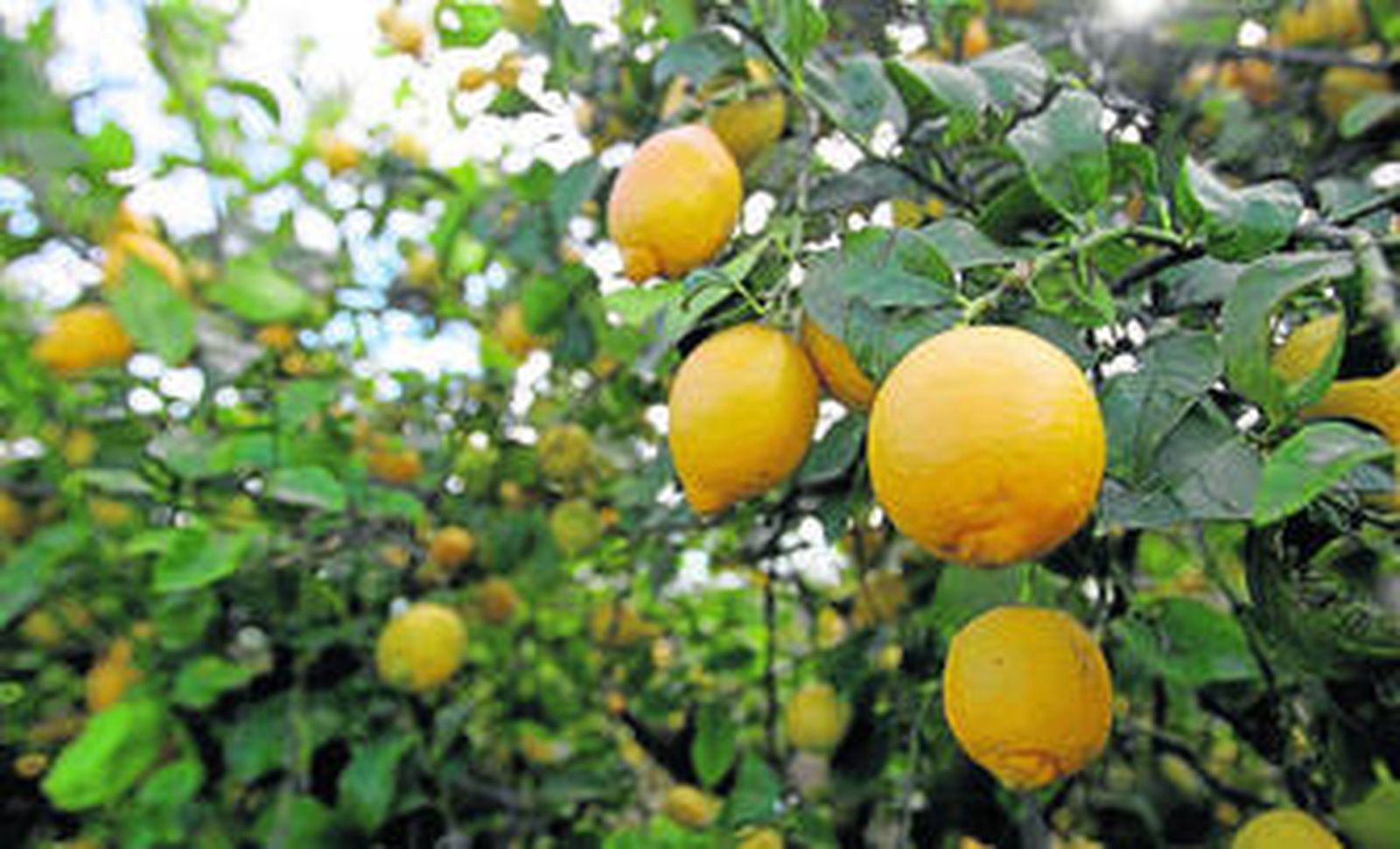 Los cítricos son los cultivos en los que más ha aumentado la contratación de seguros agrarios.