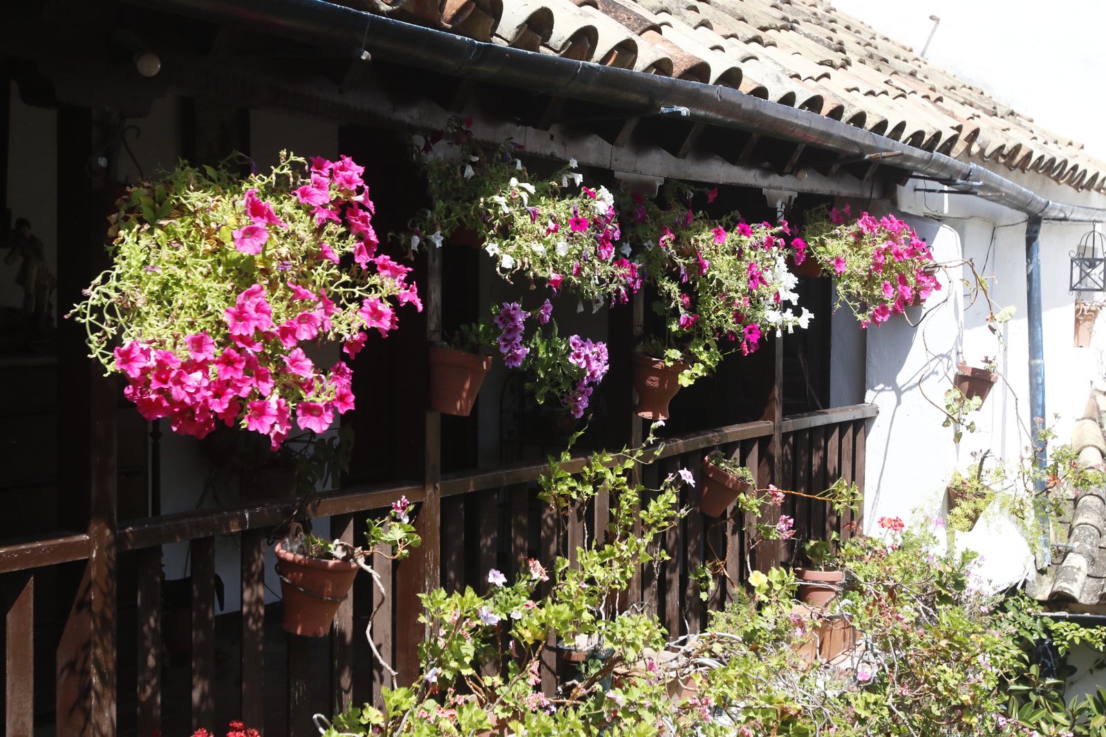 Los Patios de Córdoba en tiempos de crisis: Parras, 6