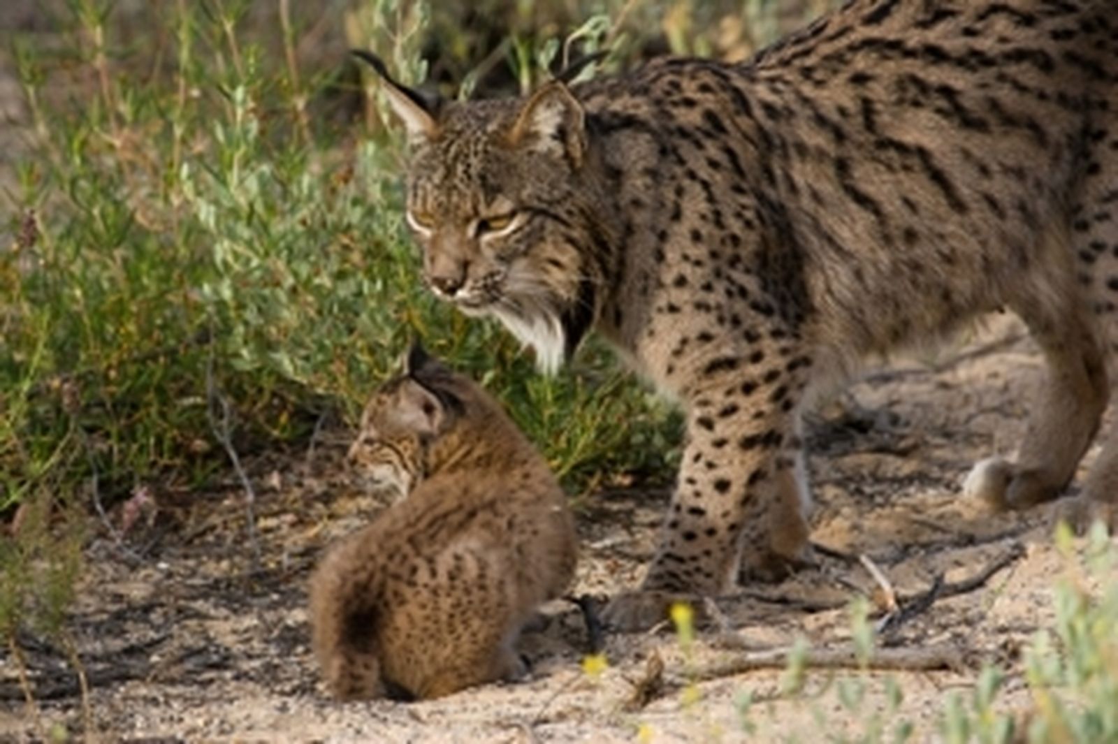 Nacen tres nuevos cachorros de lince ibérico en el centro de El Acebuche