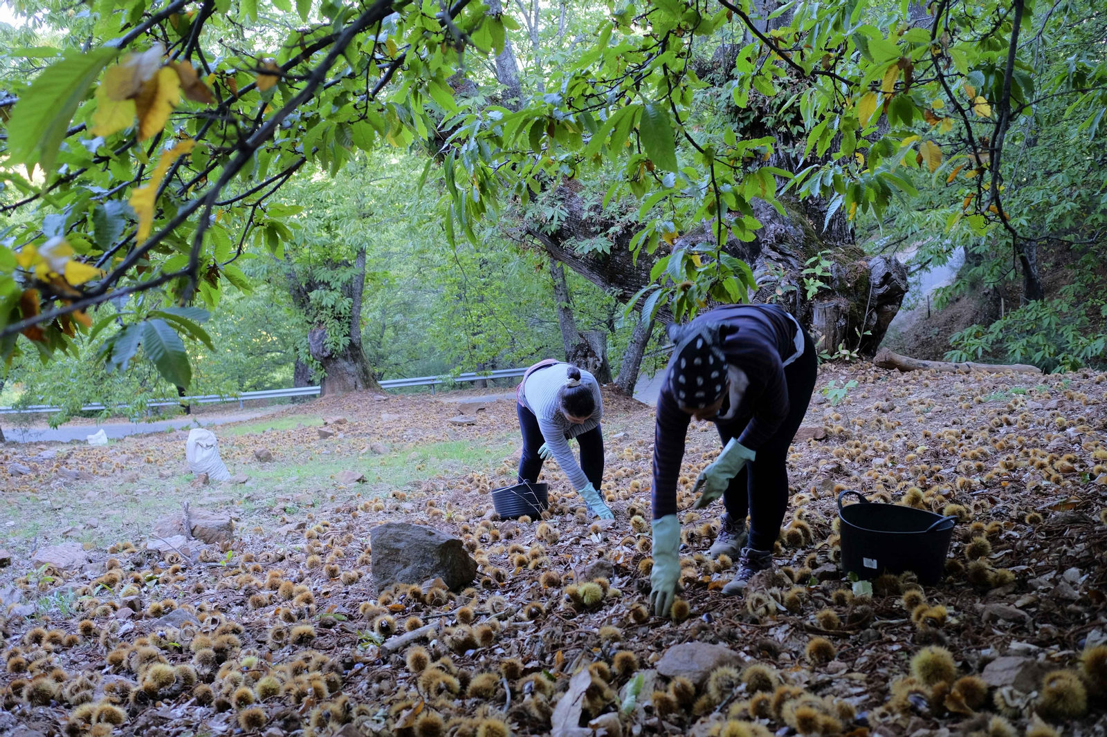 Dos mujeres recogiendo castañas.