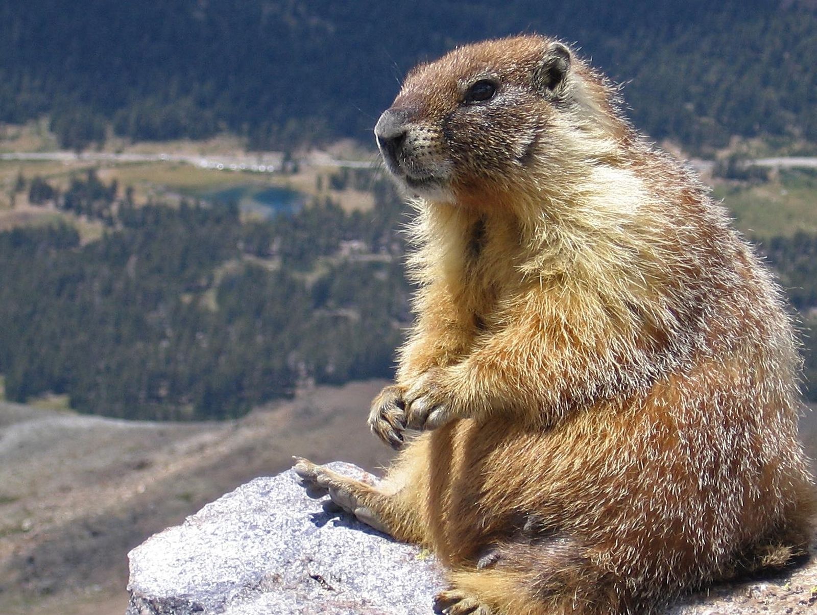 Una marmota en una piedra