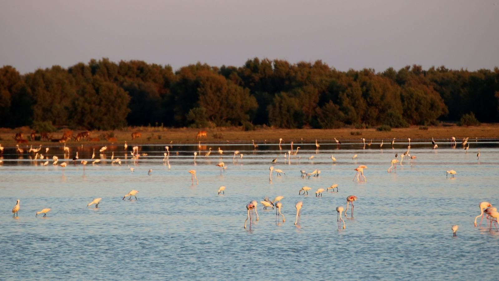 Flamencos en una de las lagunas de Doñana.
