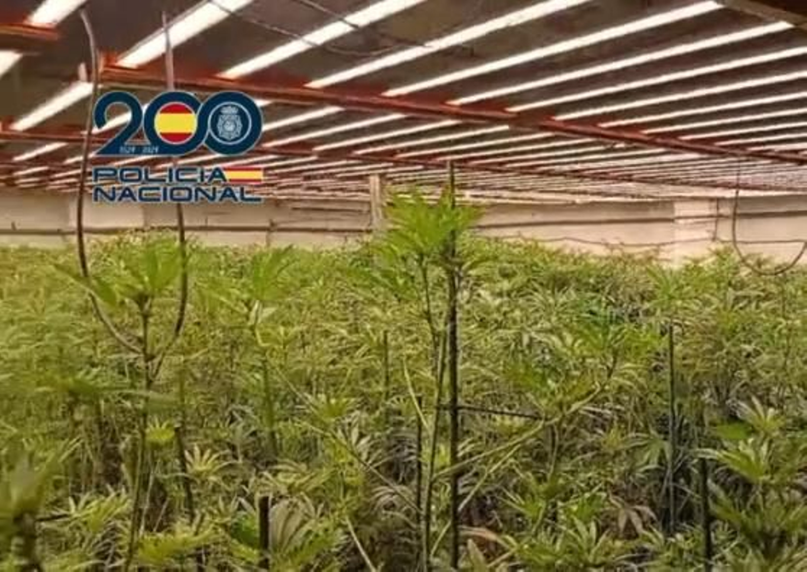 La policía Nacional interviene mas de 1040 plantas de marihuana en una nave industrial de Jerez
