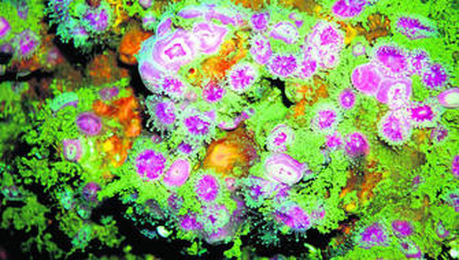 Una de las especies que se pueden observar en los fondos marinos onubenses, Facies corynactis.