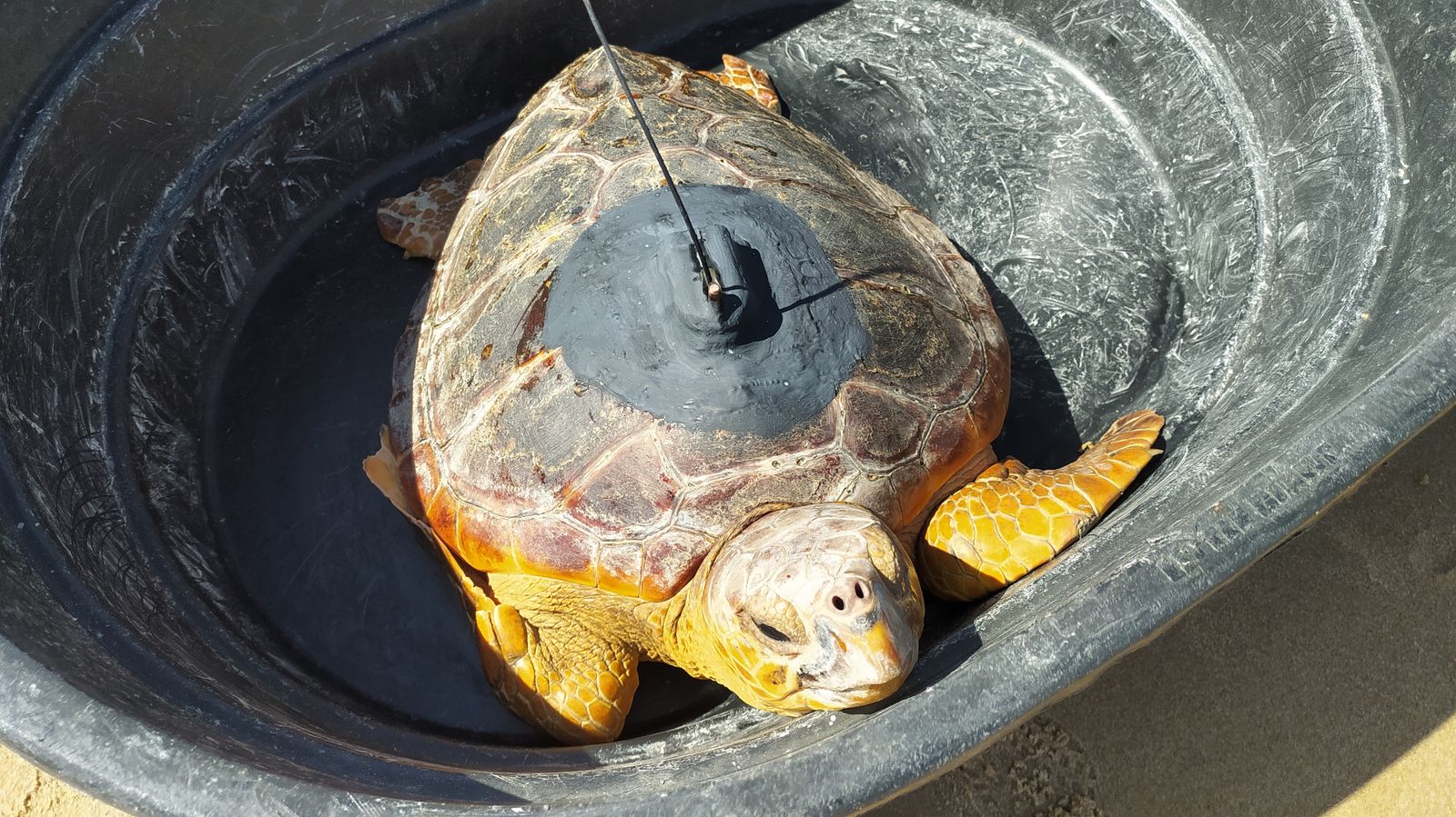 Suelta de tortugas marinas en la playa de Camposoto