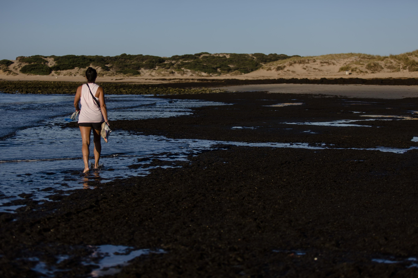 El alga asiática invade de nuevo la playa de Los Caños de Meca