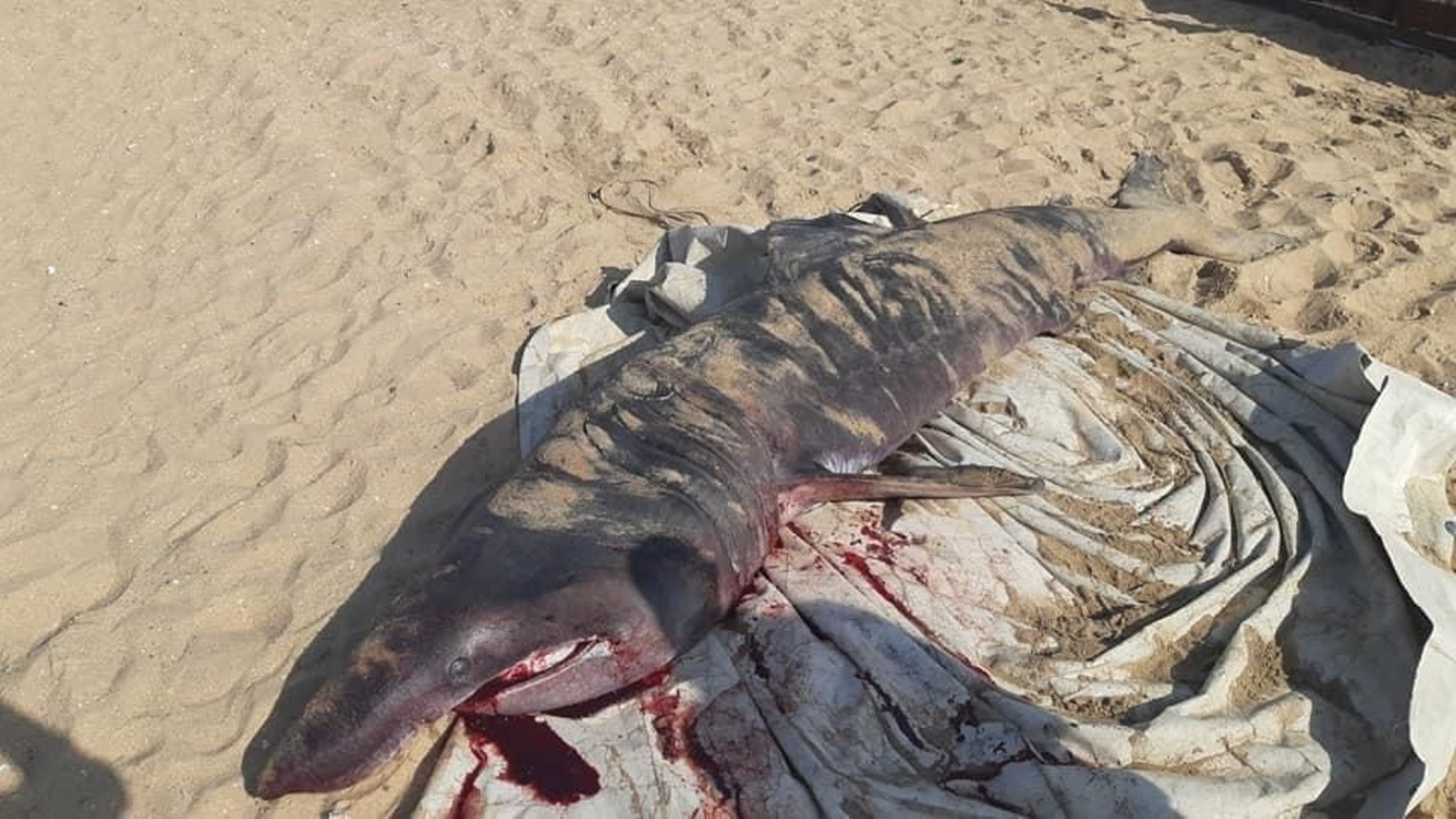 Imagen de la cría de tiburón peregrino atrapada en Islantilla.