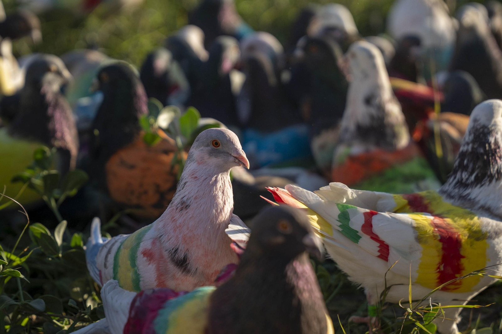 Las mejores imágenes de la suelta de palomos en la Feria de Albox