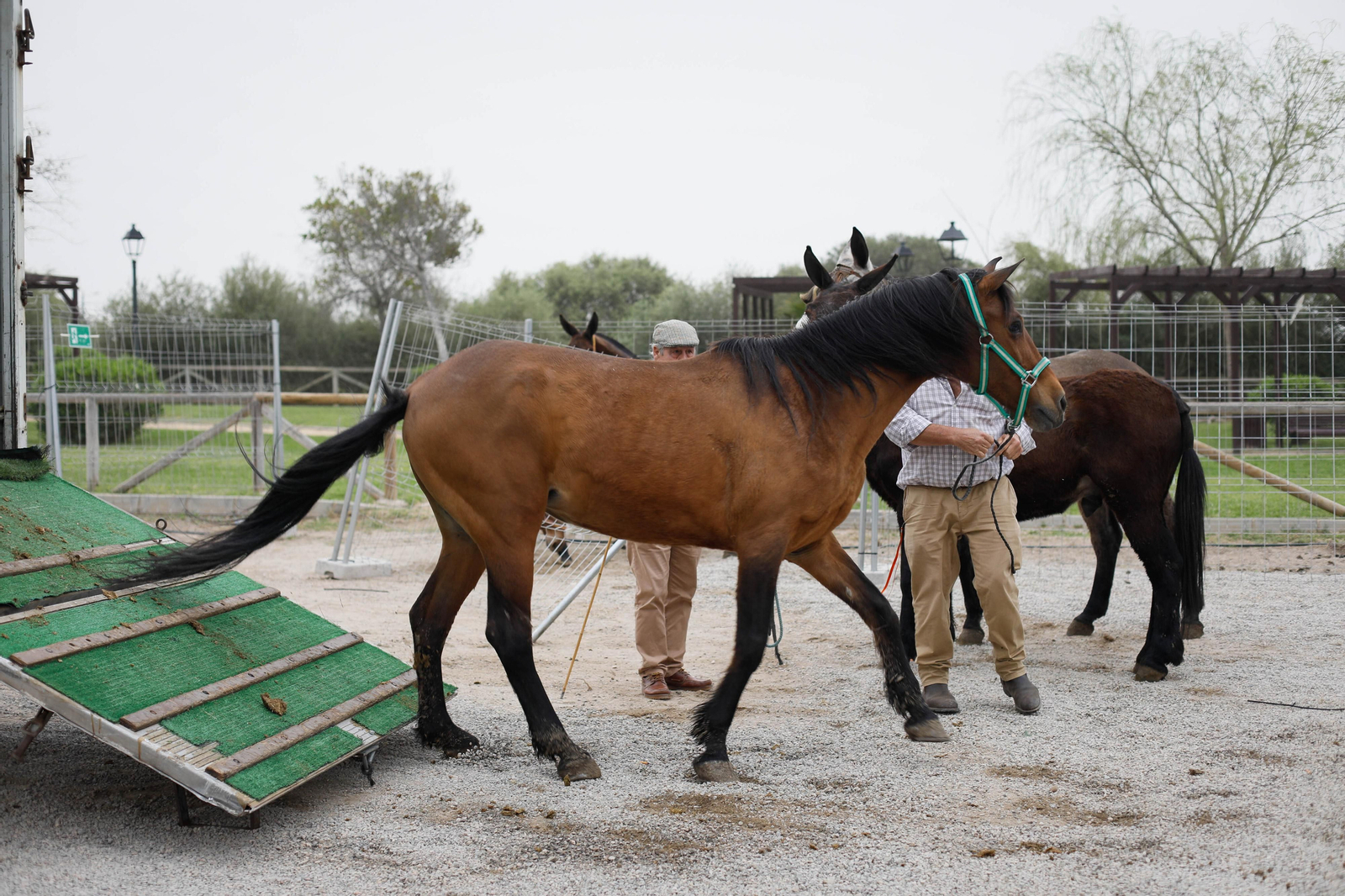 Galería de la Feria  de ganado en Tarambana