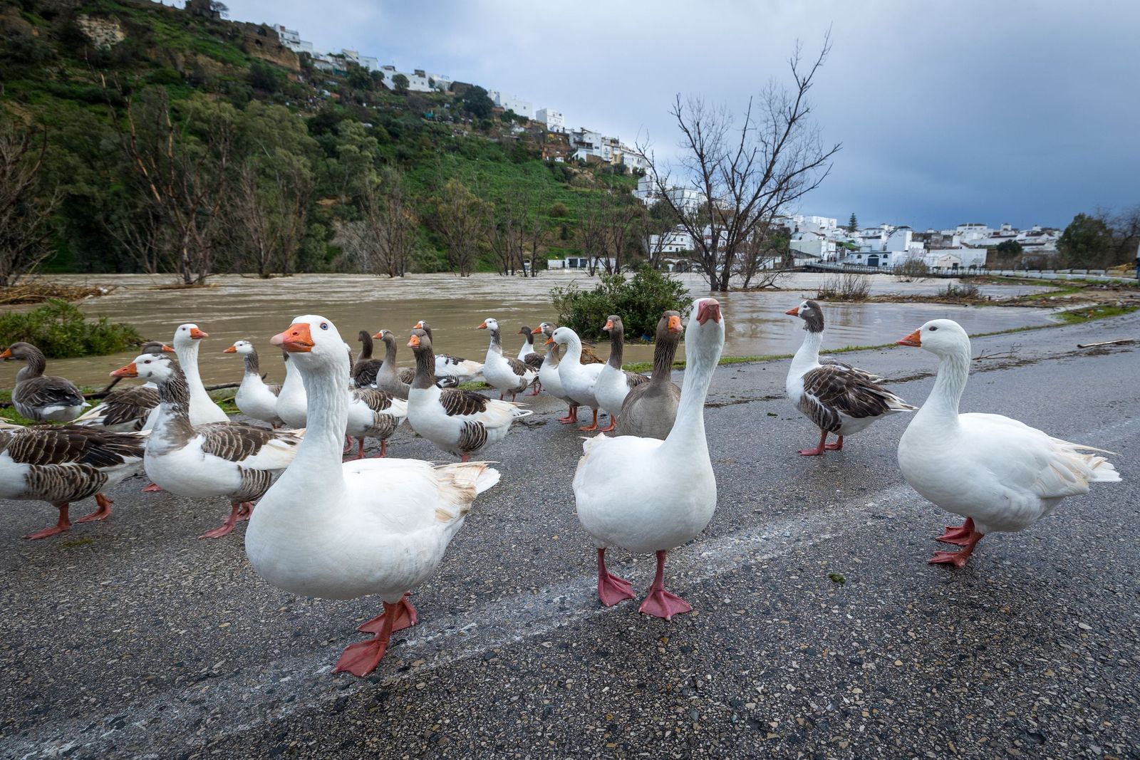 Las imágenes de las inundaciones en Arcos: la espectacular crecida del río Guadalete por la apertura de las presas