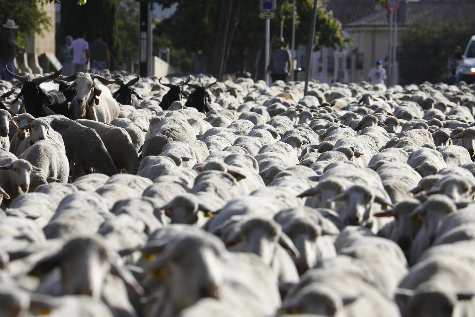 El paso de las ovejas de la ganadería Las Albaidas por Cordoba, en imágenes