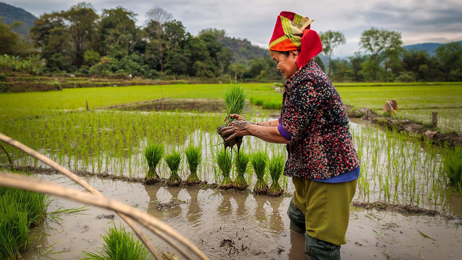 El trabajo en las terrazas de arroz es muy duro y lo realiza generalmente la mujer en Vietnam.