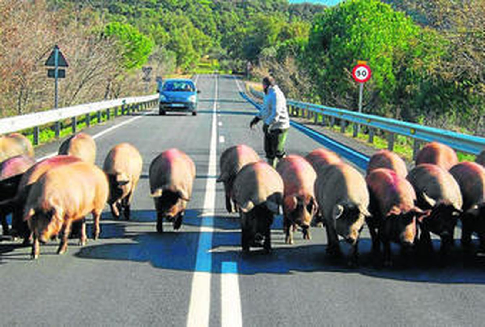 Una piara de cerdos caminando por la carretera ante la atenta mirada de un paciente conductor.