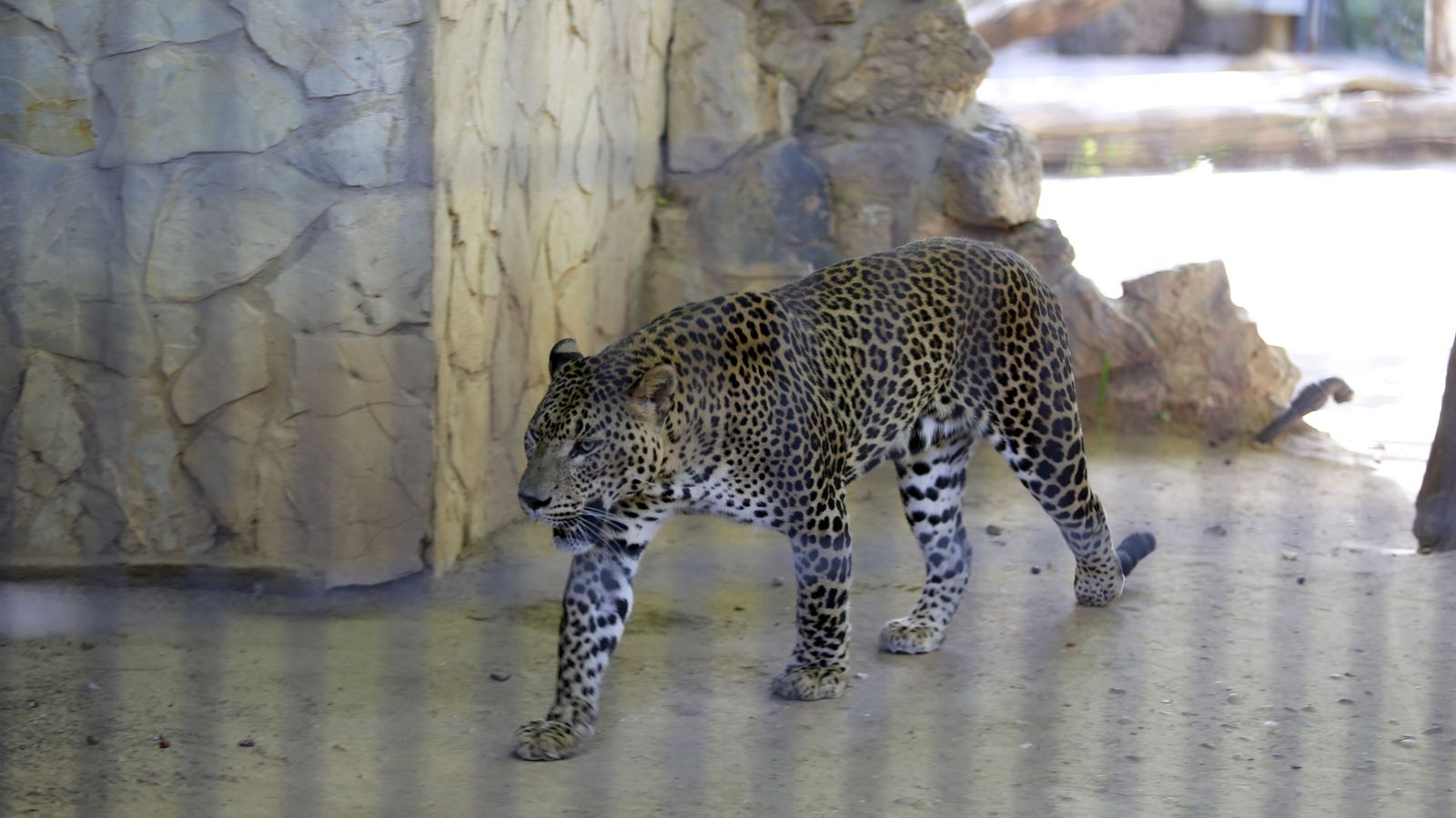 Reapertura del Zoo de Jerez