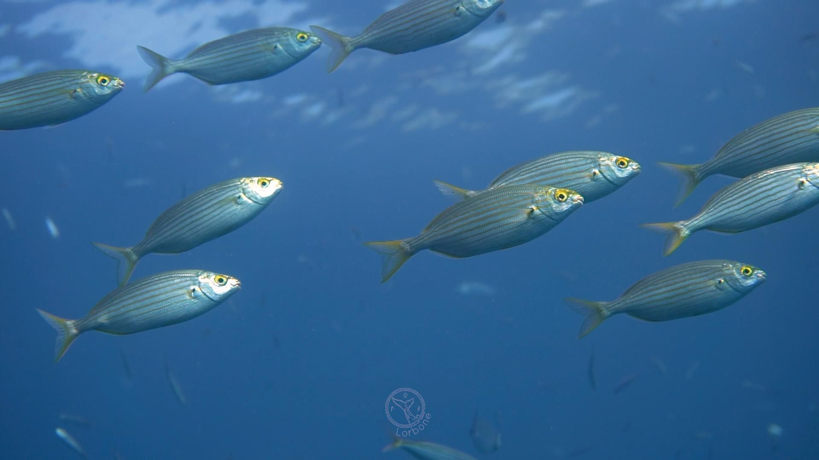 Fotos: así es el mundo submarino de Granada captado por los buzos Anne Lizarralde y Manolo García